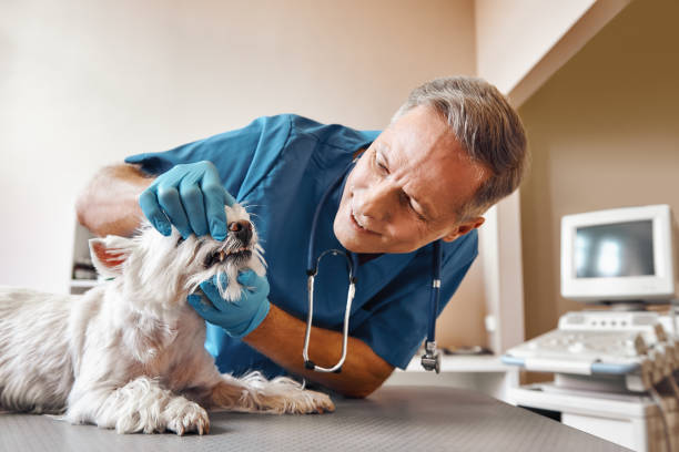 Best Weekend Emergency Dental Services in Bedford, VA